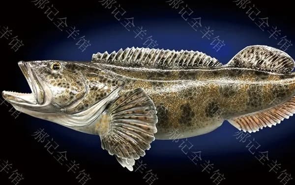 Live Giant Grouper